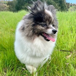 Meet your Posher, Elena